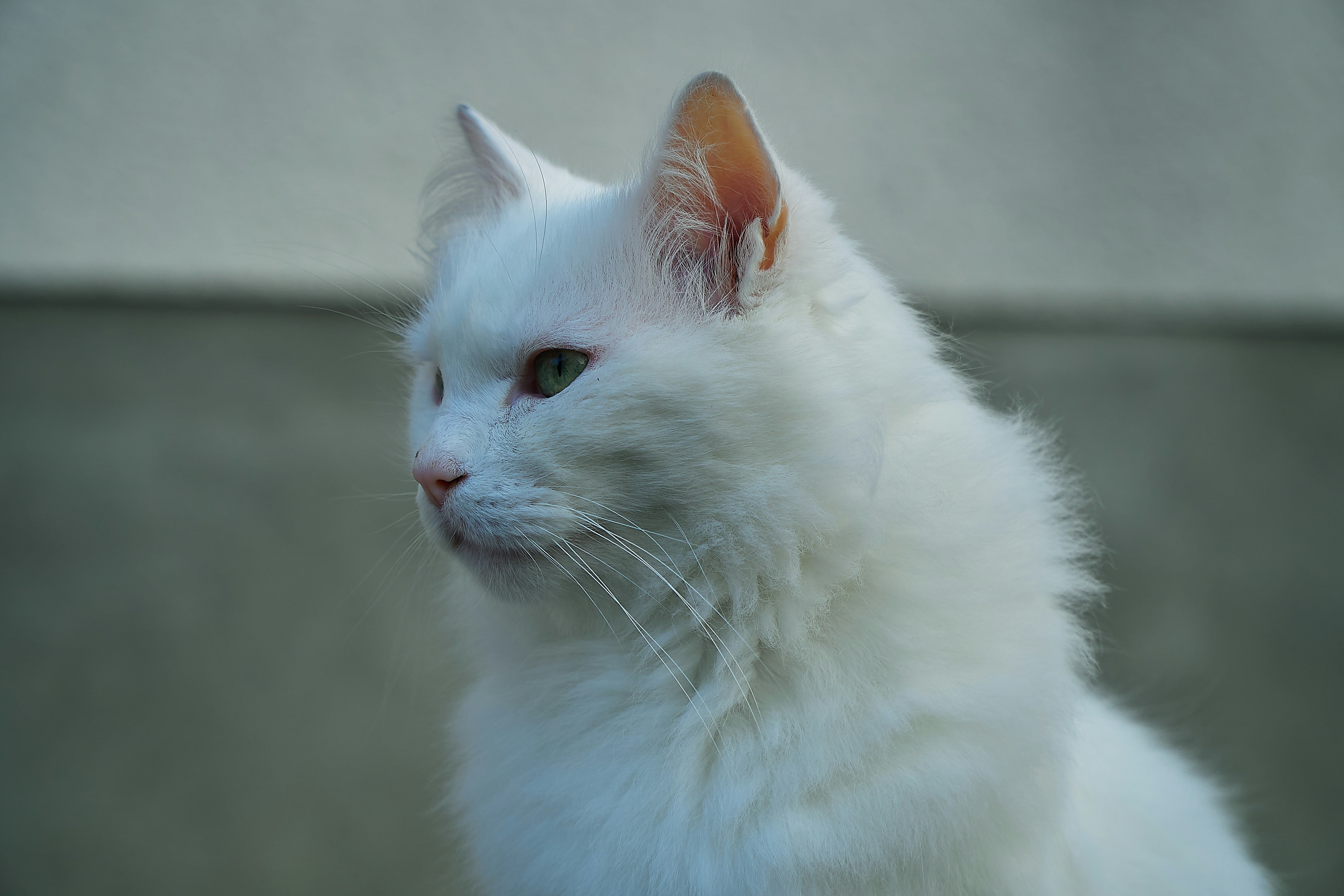 white cat on black table